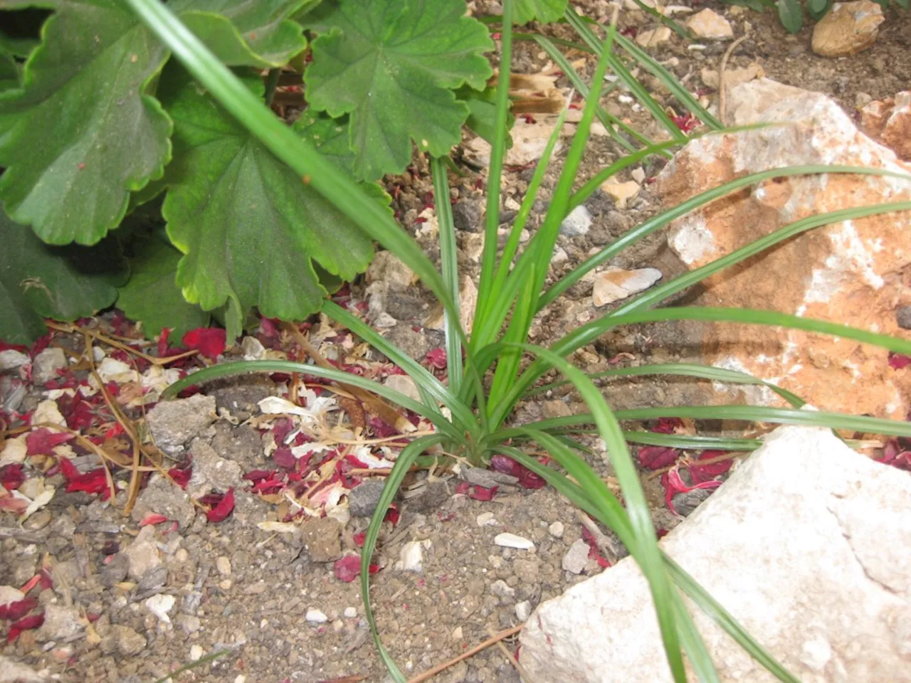 5 of the worst garden weeds and what you can (or can’t) do about them