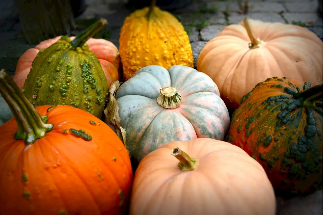 Pumpkins, gourds and squash: They may be edible, but that doesn’t mean you\u2019ll enjoy eating them