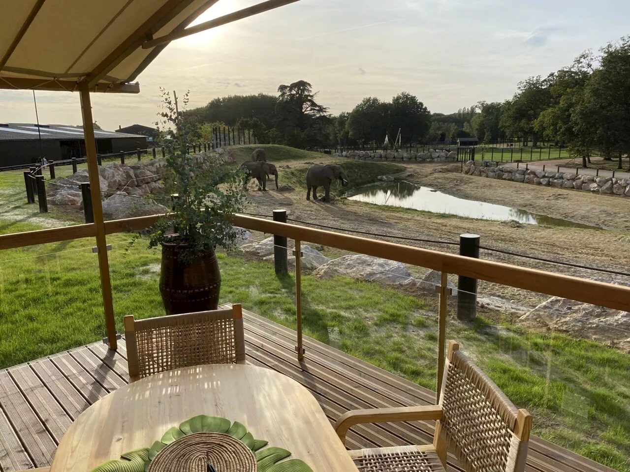 Dormir au plus près des éléphants, bientôt une réalité au ZooSafari de Thoiry ! | 78actu