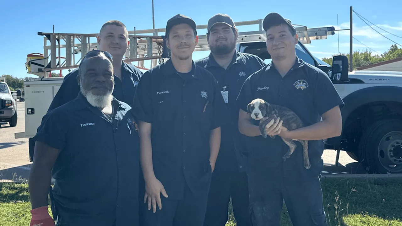 Puppy rescued from storm drain at Mesquite High School