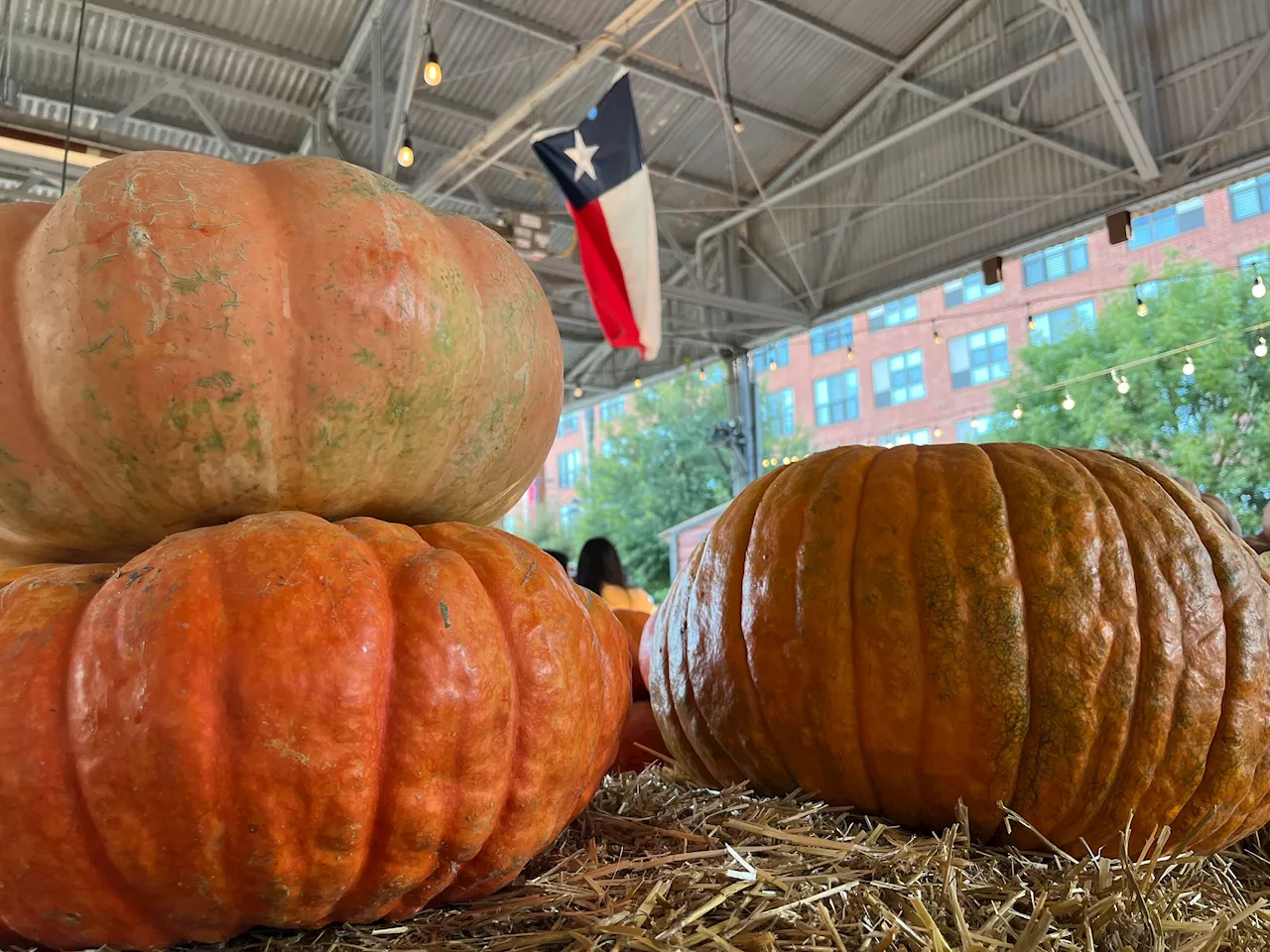 Thousands enjoy fall temps at Texas Pumpkin Day