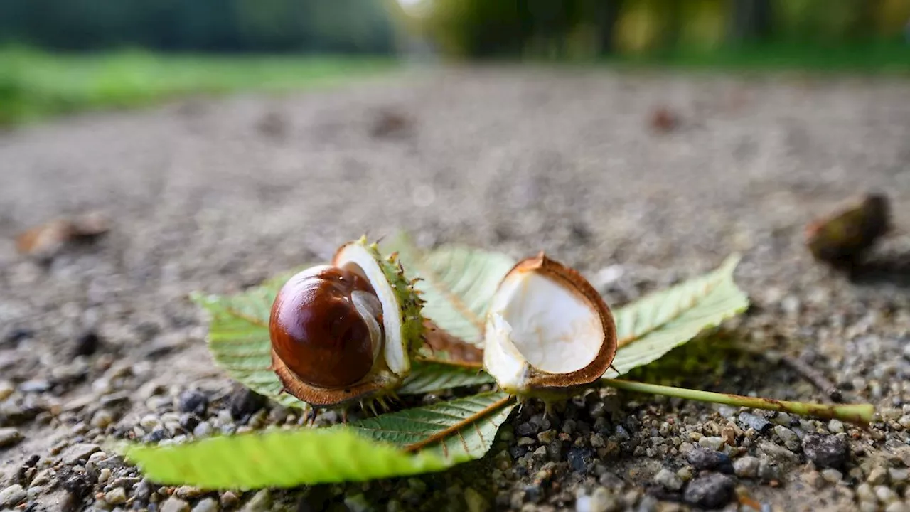 Thüringen: Wechselhaftes Wochenendwetter in Thüringen