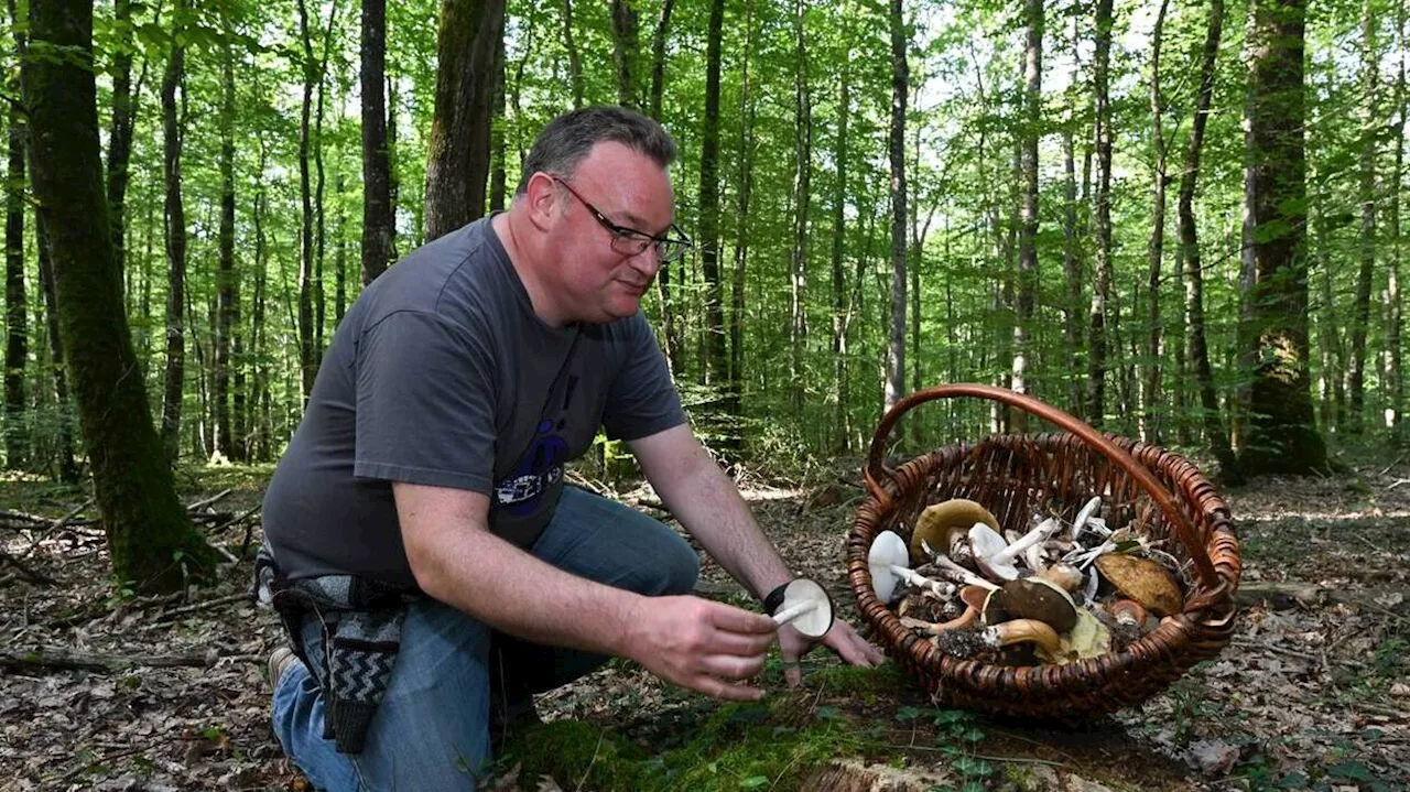 Maine-et-Loire. Dans les forêts de l’Anjou, les cueilleurs poussent comme des champignons