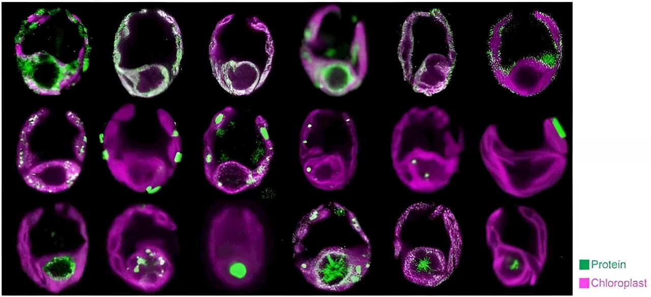 Scientists build a spatial atlas of the chloroplast proteome, the home of photosynthesis