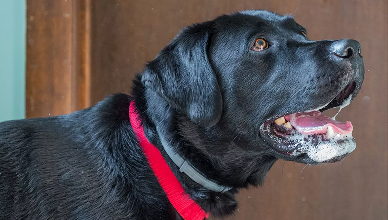 Perché il mio cane sbava così tanto?