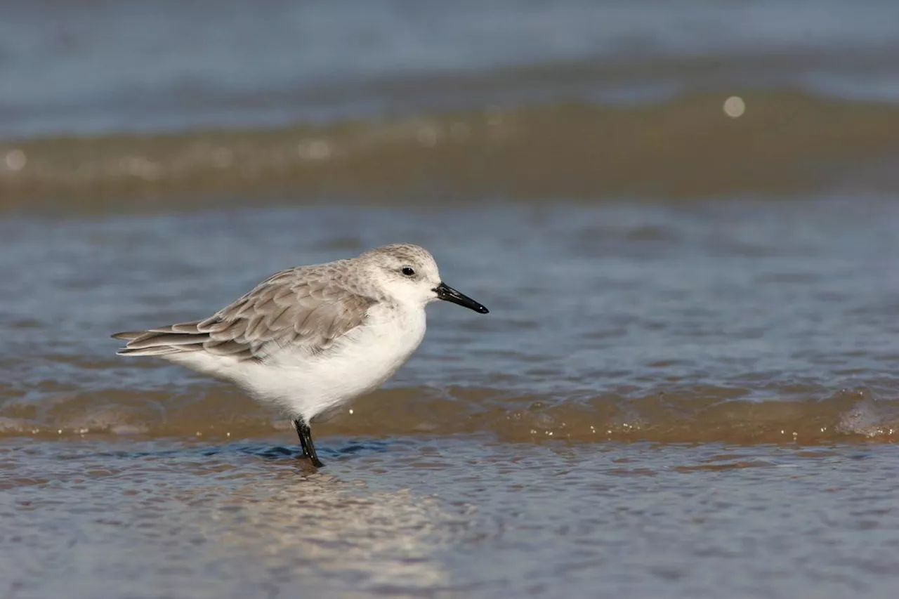 Rochefort et Oléron : à la rencontre des oiseaux migrateurs