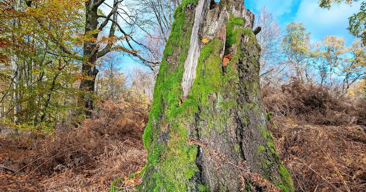 Nationalpark Hunsr\u00fcck-Hochwald scheint an Akzeptanz zu verlieren\u200b