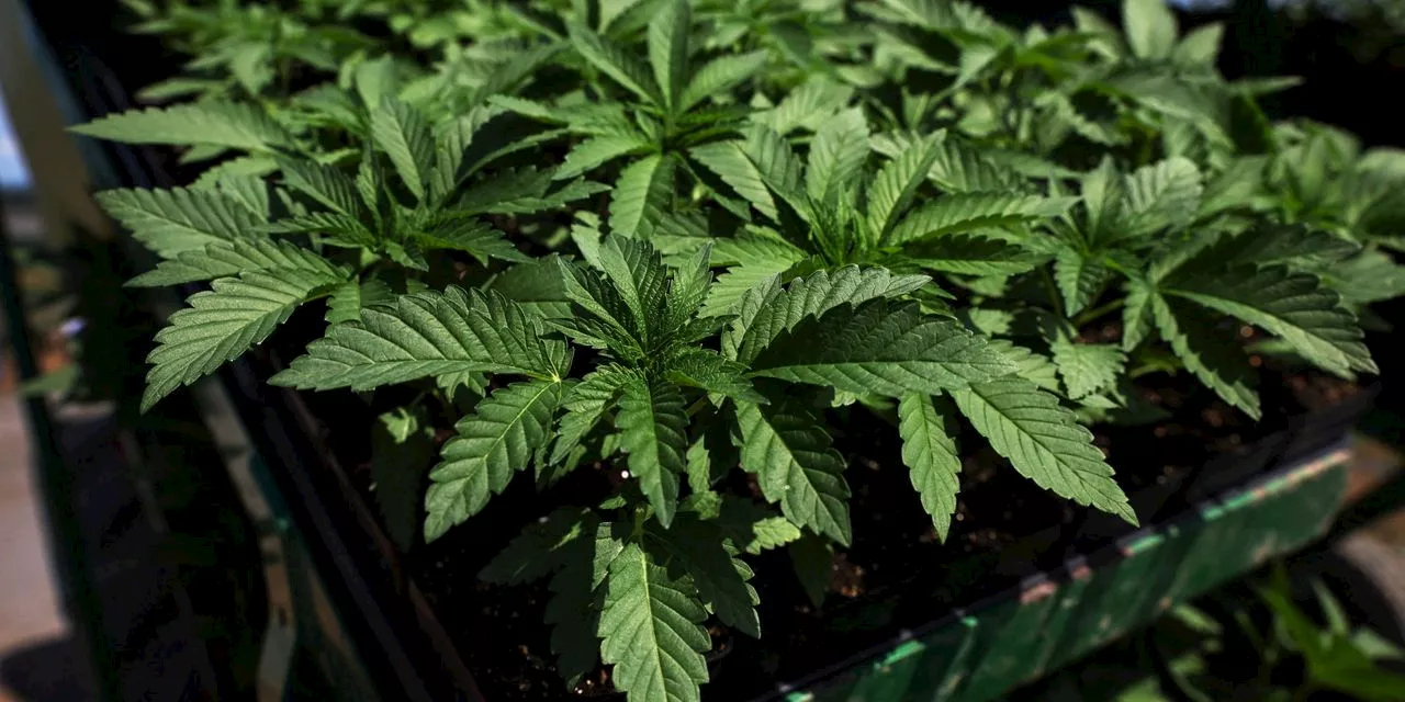 Legal Weed for (Almost) Everyone