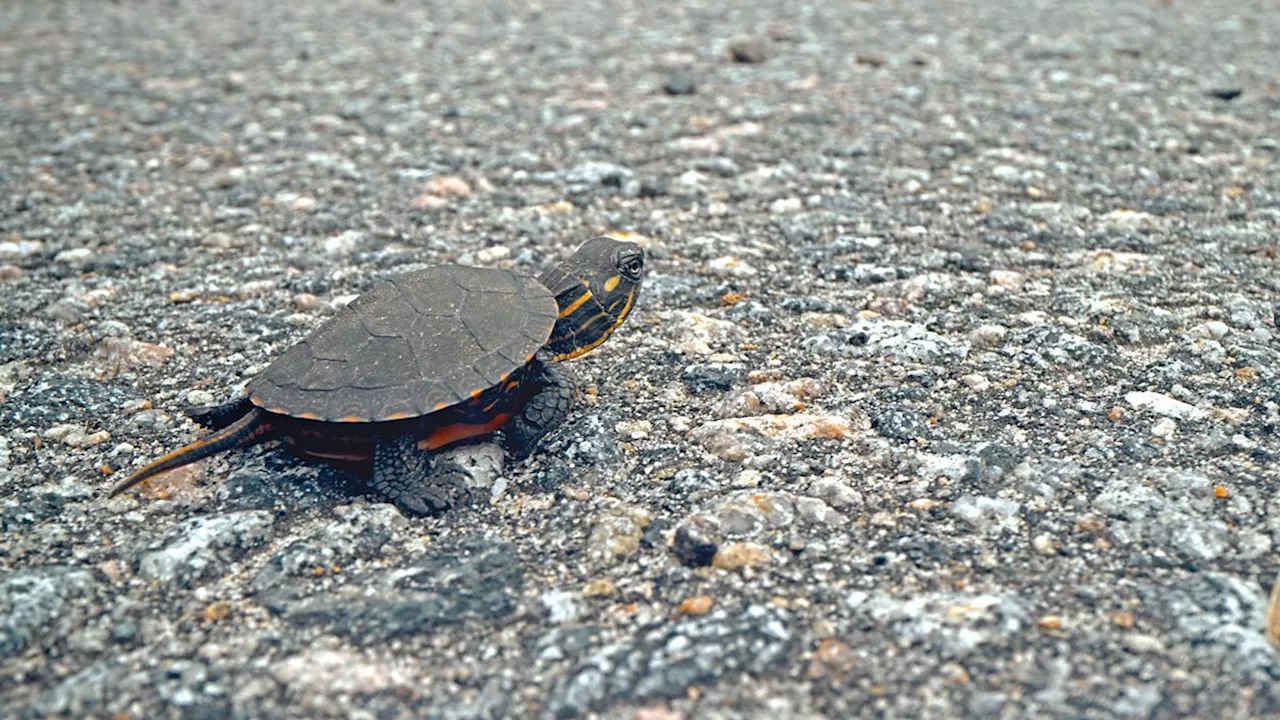 Big Little Journeys - Why did the turtle cross the road?