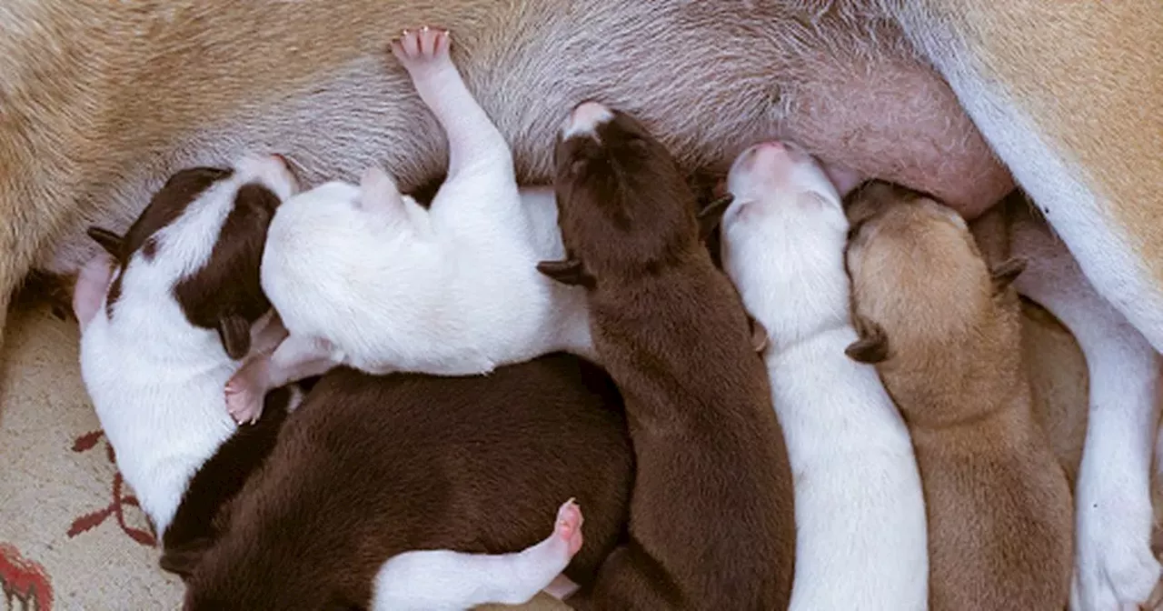 Illegal Belfast dog fertility 'clinics' among 800% increase in pet IVF trend