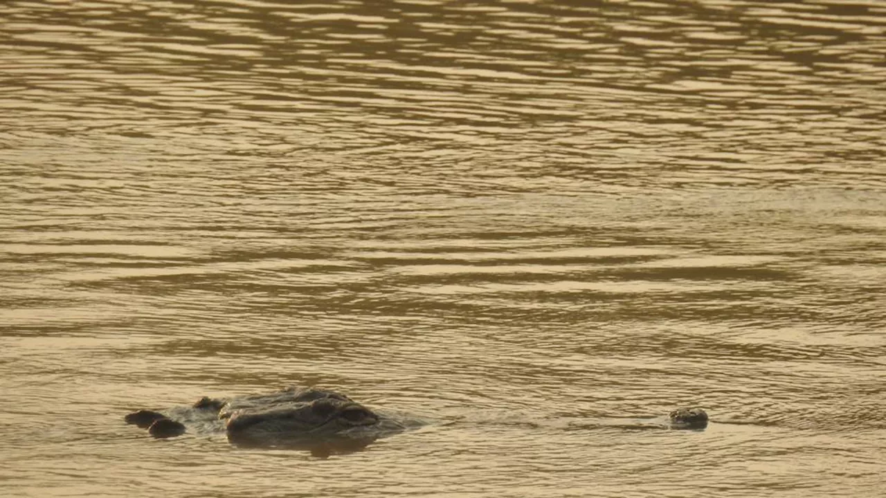 Tan solo 106 caimanes llaneros fueron identificados en el Arauca