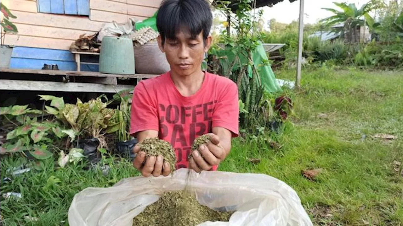 RI Cuan Besar dari 'Narkotika Baru' Kratom, Dunia Rebutan