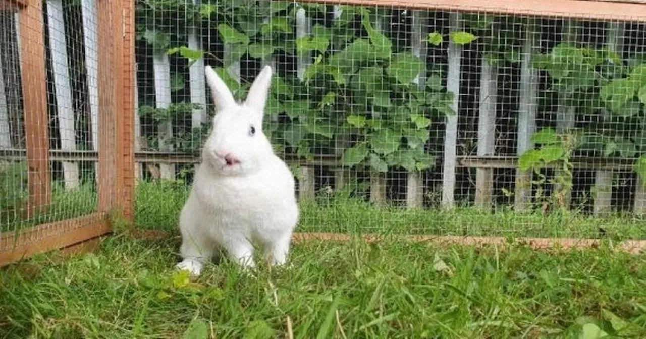 'Concerning' rise in number of rabbits abandoned in Scotland