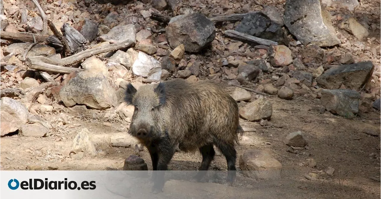 Los cazadores discuten la emergencia cinegética de la Xunta para cazar jabalíes sin límite y dicen que la población baja