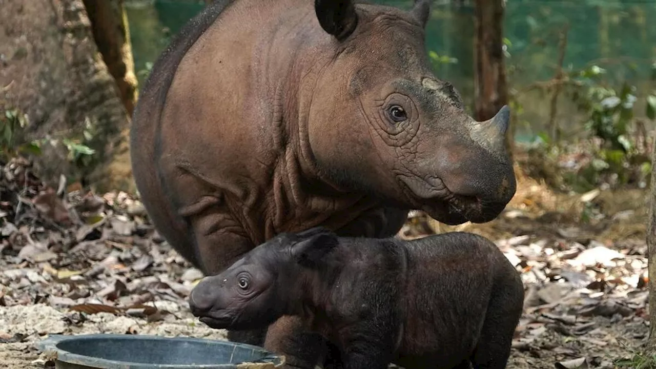 Bayi Badak Tumbuh Sehat di Suaka Rhino Sumatera