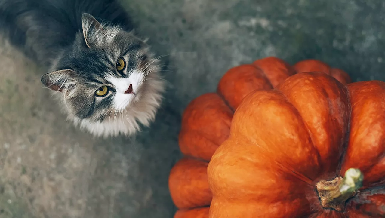 Il mio gatto può mangiare la zucca?