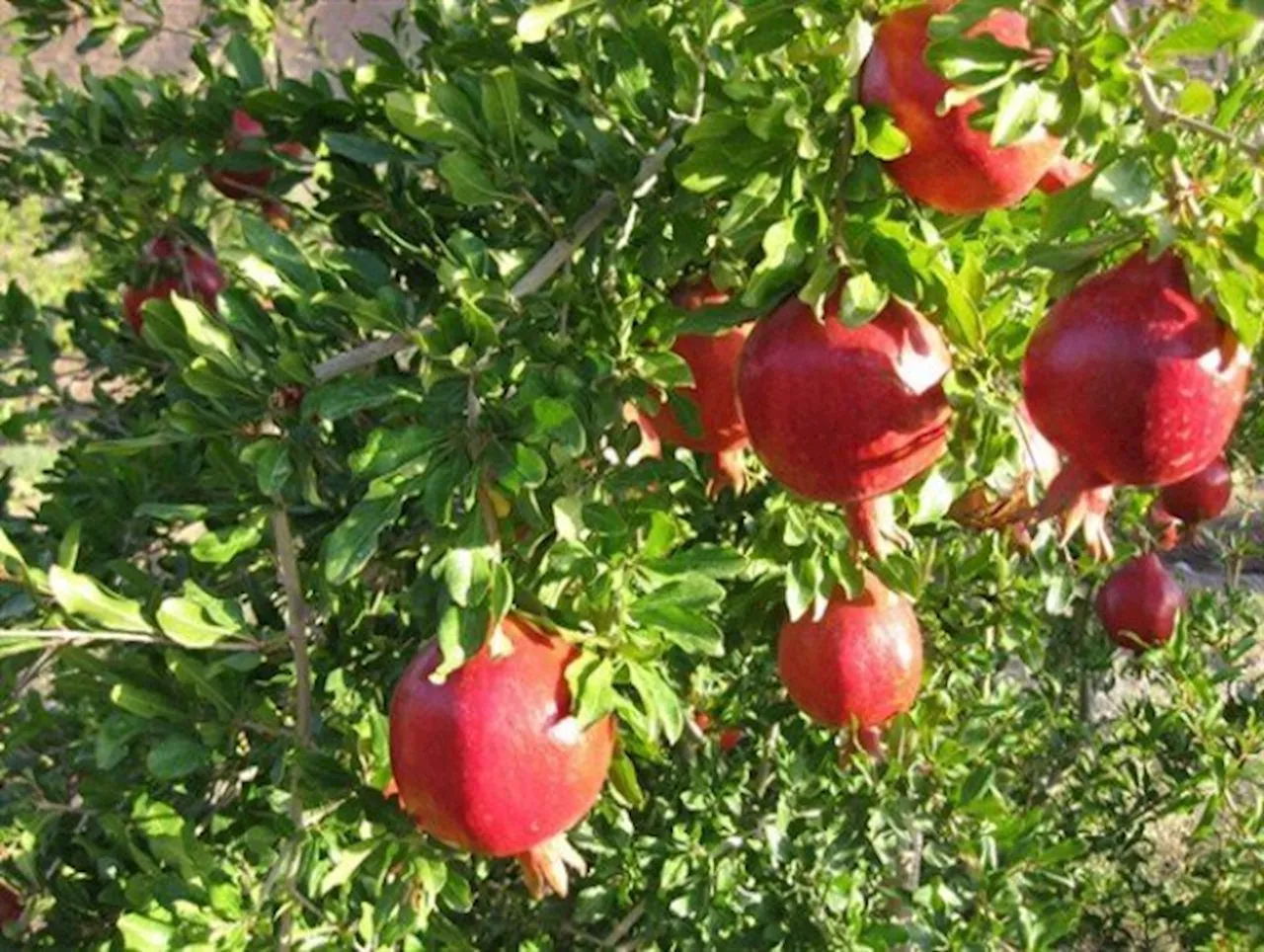 محصولات کشاورزی شناسنامه‌دار می‌شود