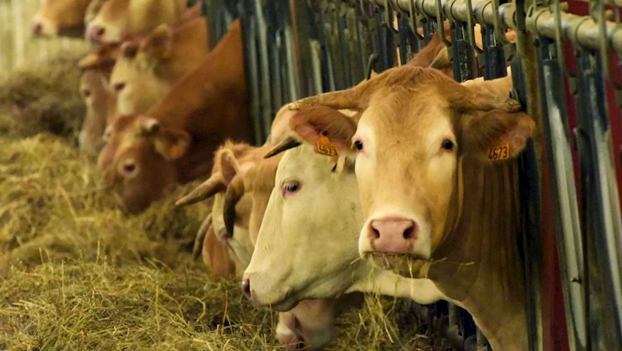 Hautes-Pyrénées : le département le plus infecté de France par la maladie hémorragique épizootique !