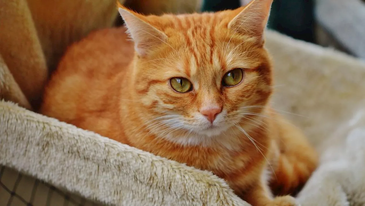 Avec 60 chats consanguins dans un studio de 27 m², un propriétaire retrouve son appartement insalubre