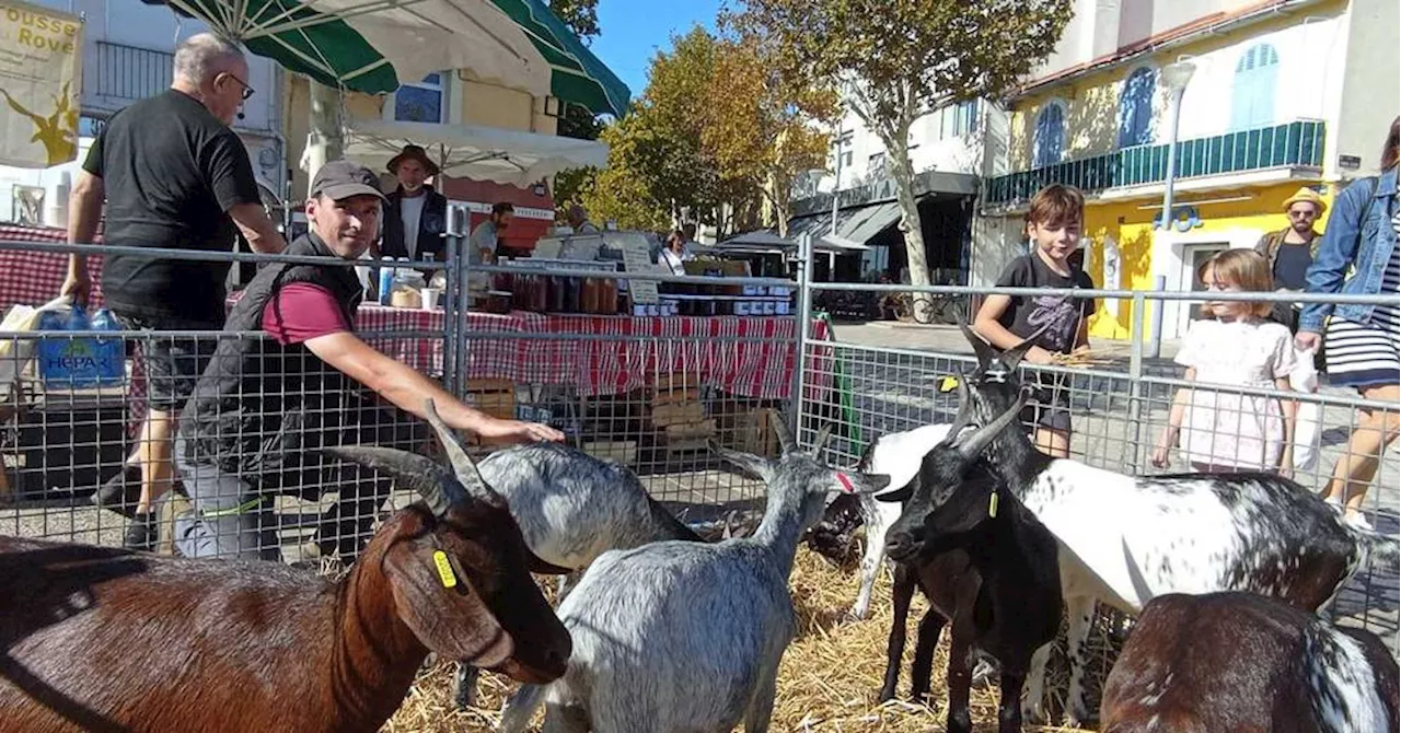 Martigues : quand la ferme descend en ville pour célébrer le terroir local