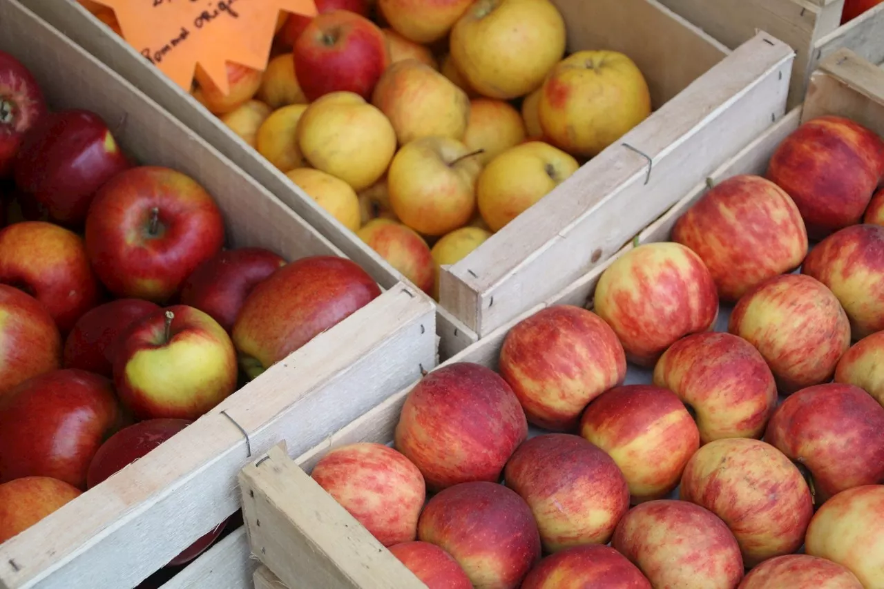 Cotentin. Les traditions et produits normands à l'honneur avec cette Fête de la pomme | La Presse de la Manche