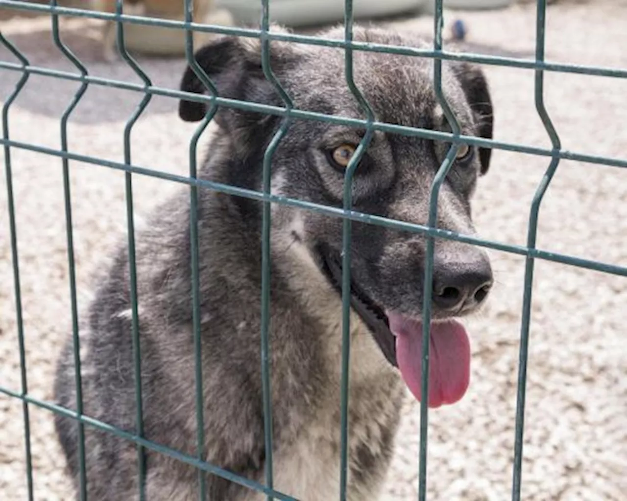 Korban Tewas Akibat Rabies di Timor Tengah Selatan NTT Bertambah jadi 7 Orang