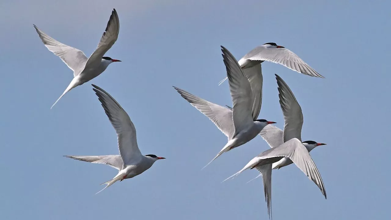 Mecklenburg-Vorpommern: Vogelgrippe-Experte: 'Wir haben einfach noch zu wenig Daten'