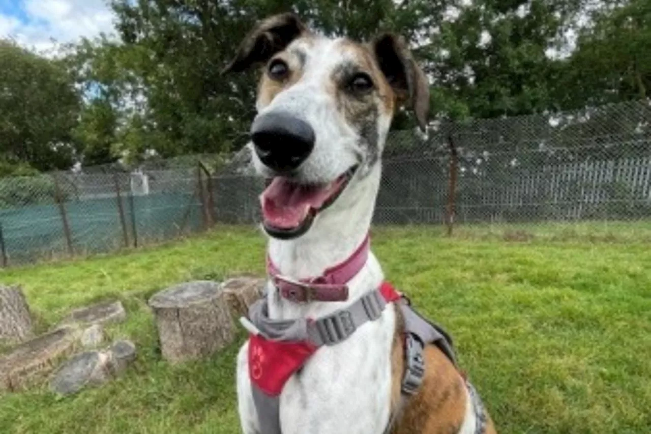 NAWT Watford pet rescue seek home for Whippet cross dog