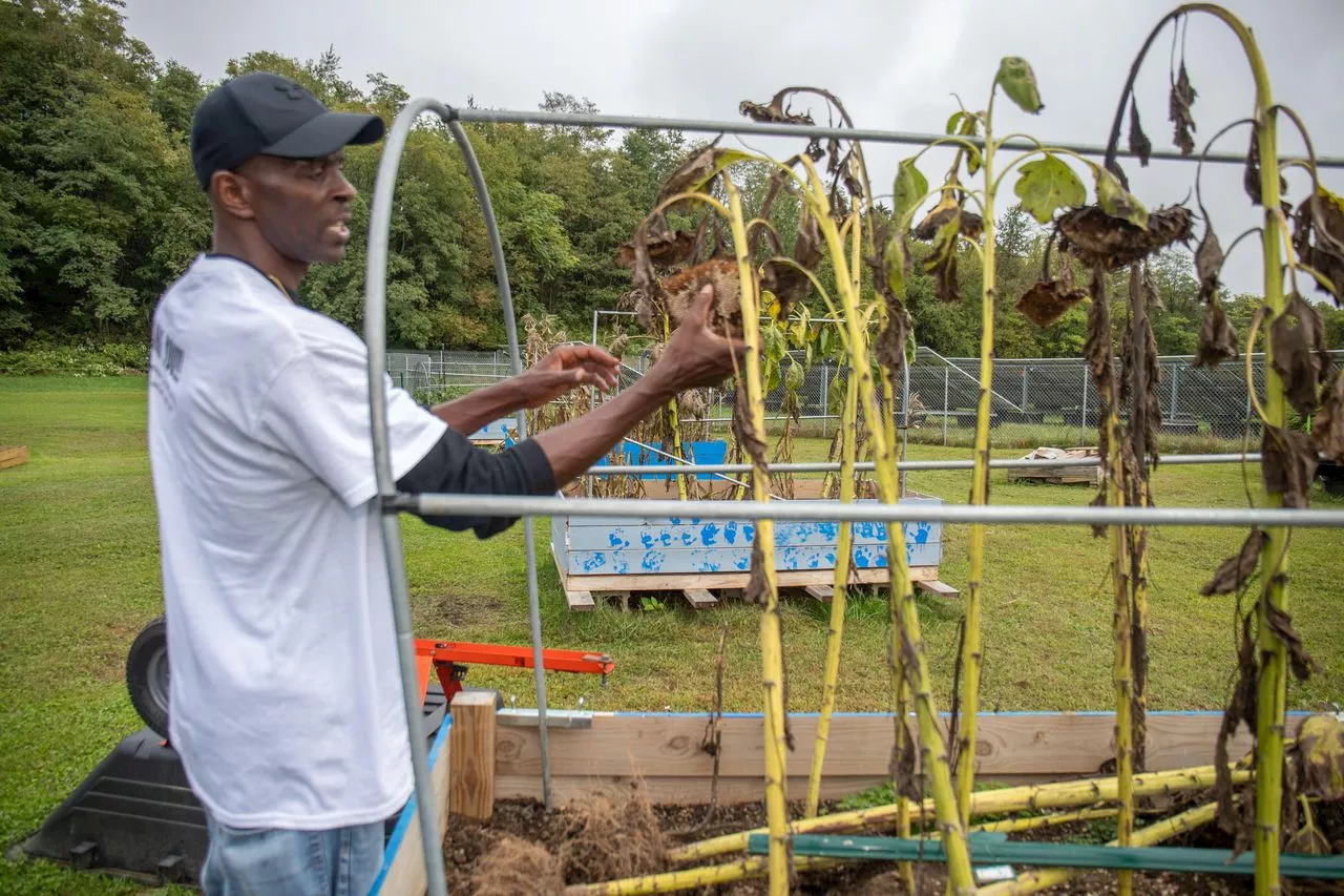 Former Penn State receiver guides student gardeners to grow, eat their own greens | Jones