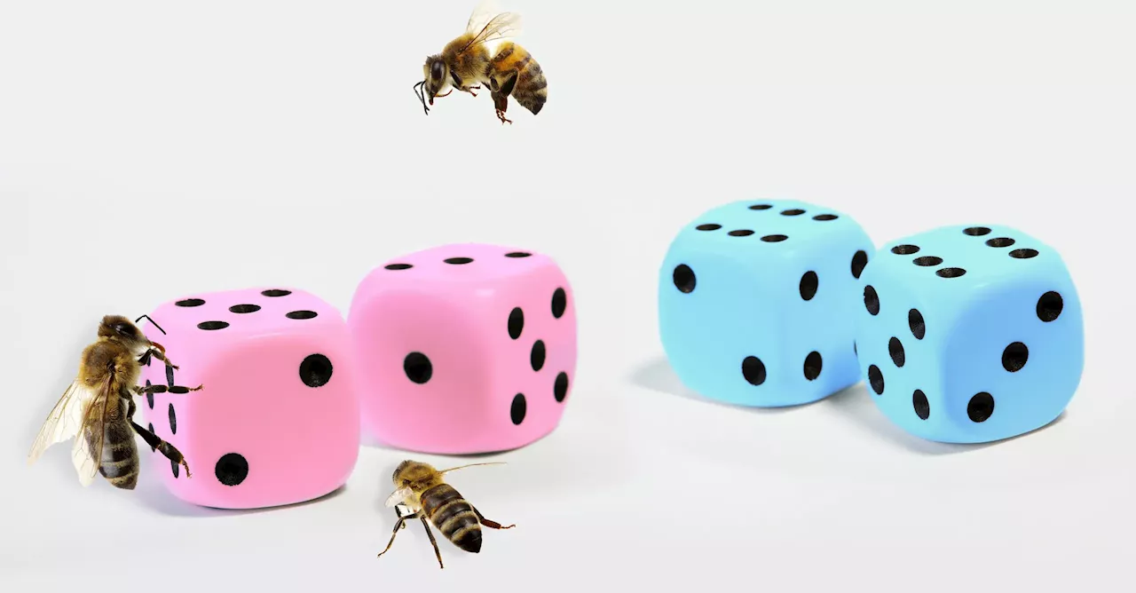 Solving a 100-Year-Old Genetic Mystery: Bee Sex Determined by Roll of Molecular Dice