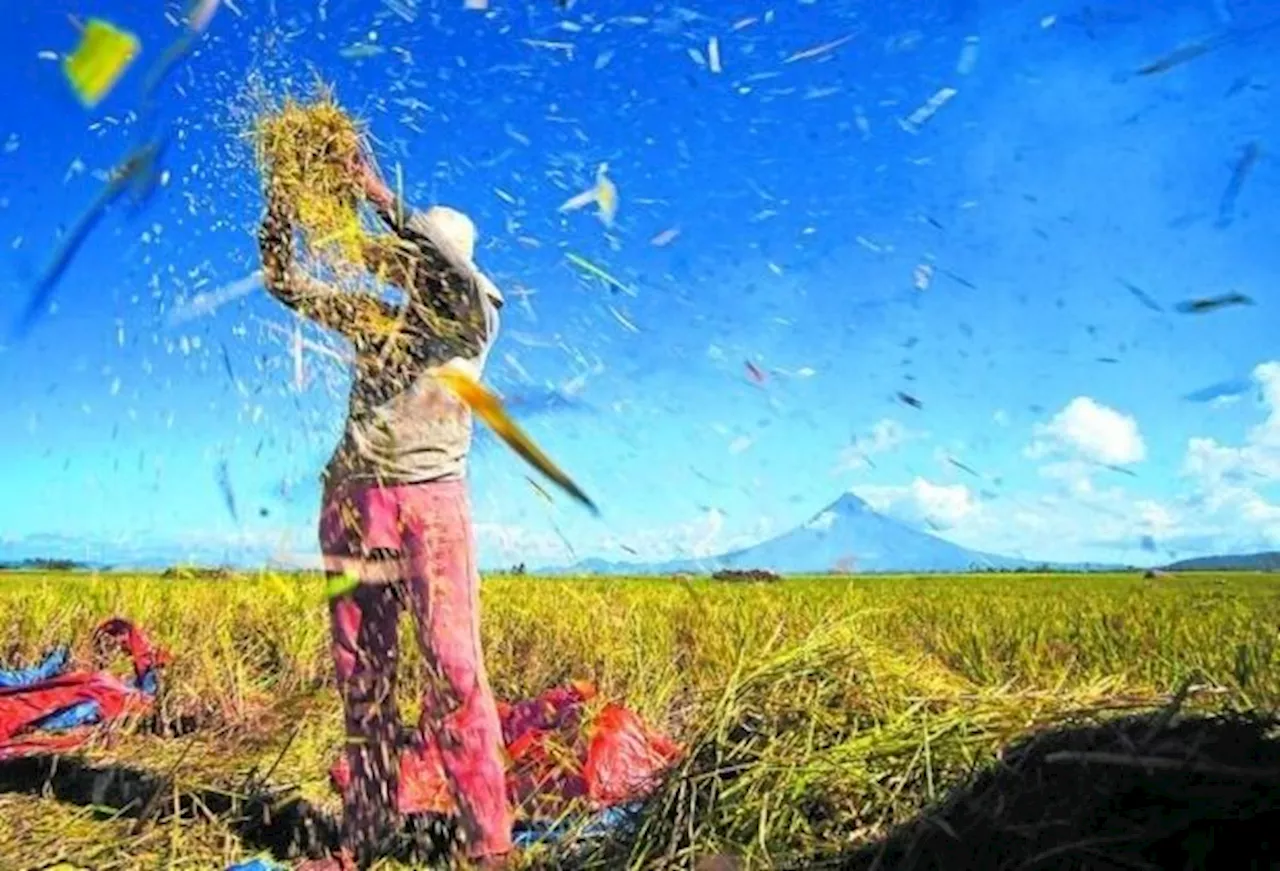 Philippine president Marcos announces that govt will set aside extra funds to assist padi farmers