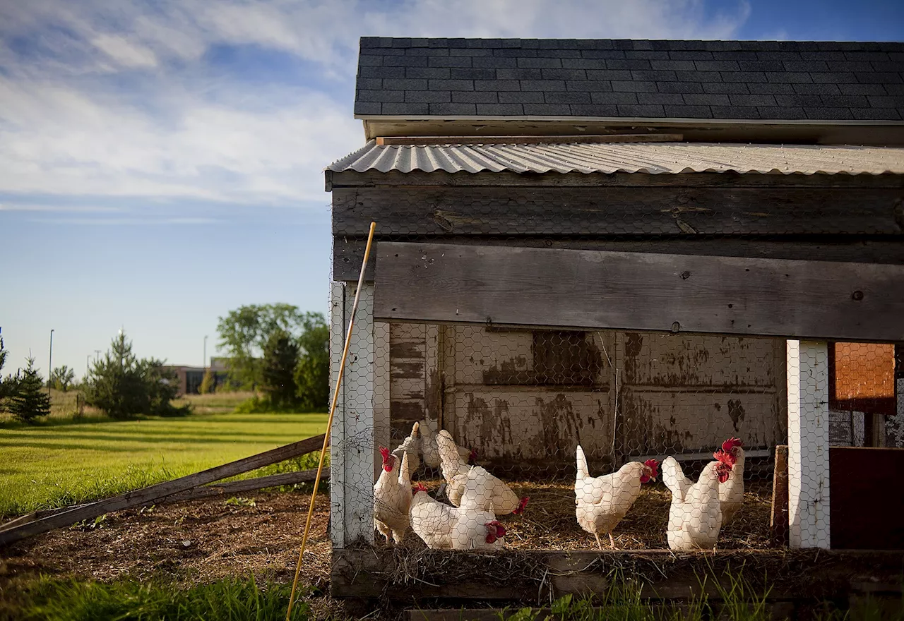 Limpopo ready to tackle Avian Flu outbreak