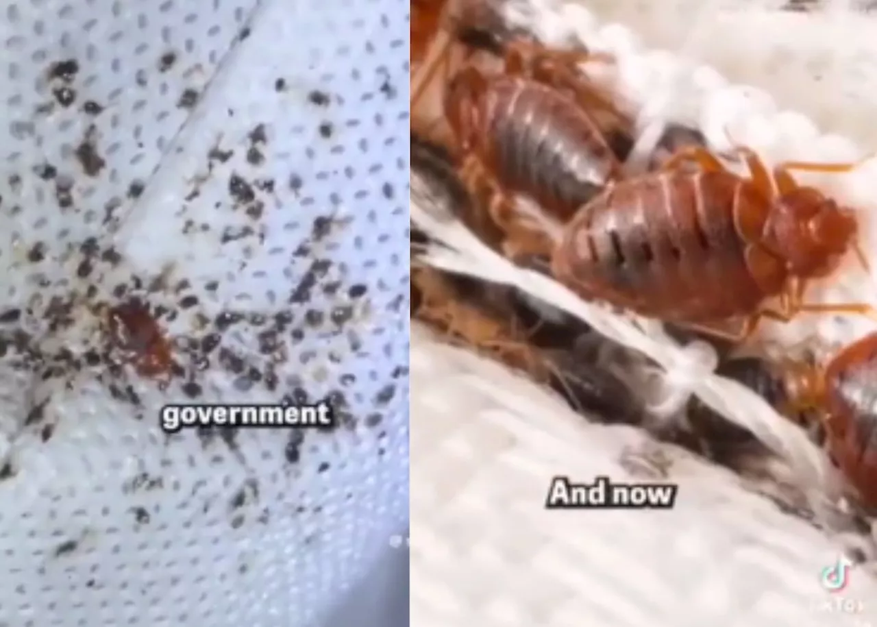 Tweeps react to viral bedbug videos from ‘Paris’