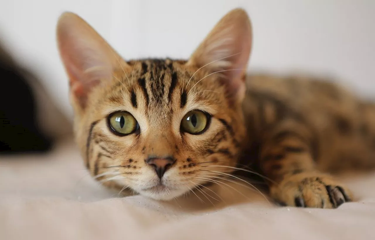 Un vaccin contre l’allergie aux chats à l’essai sur des humains