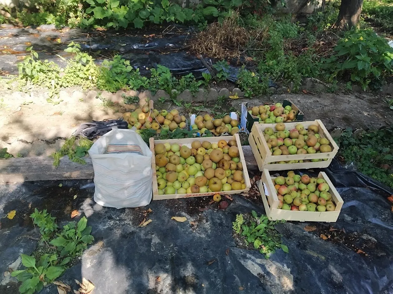 Vitré : pour éviter le gaspillage, une association propose de ramasser vos fruits | Le Journal de Vitré