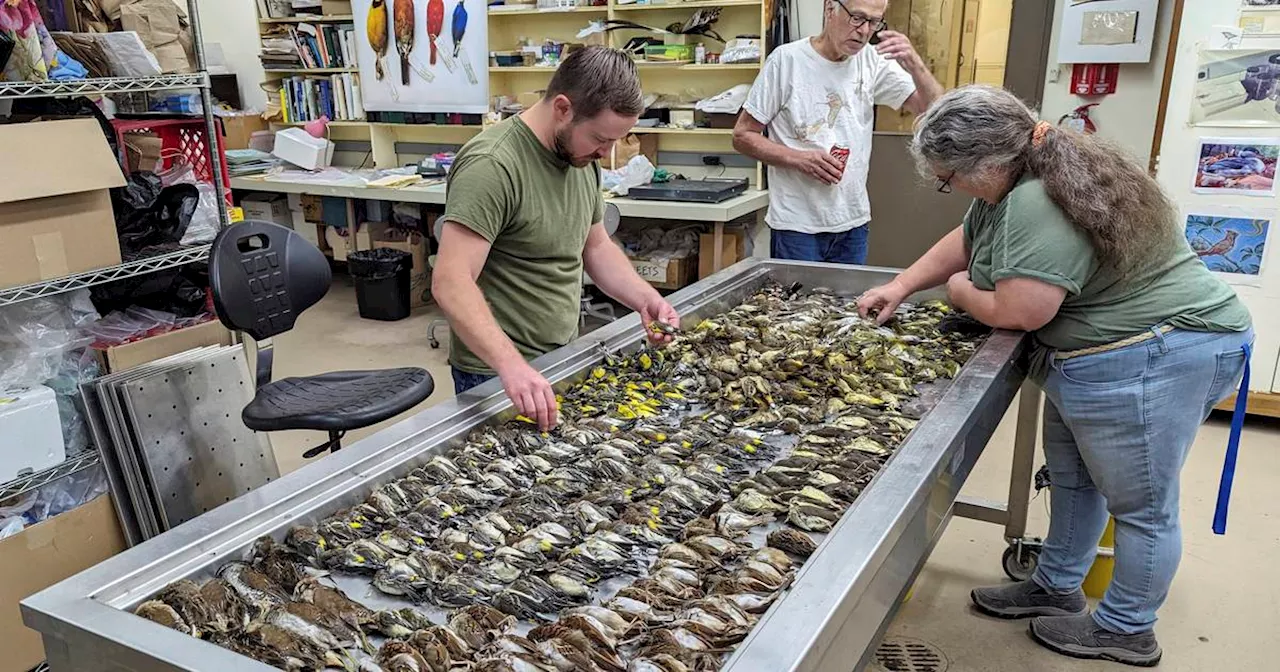 Nearly 1,000 migrating songbirds perish in one night after crashing into windows on Chicago lakefront