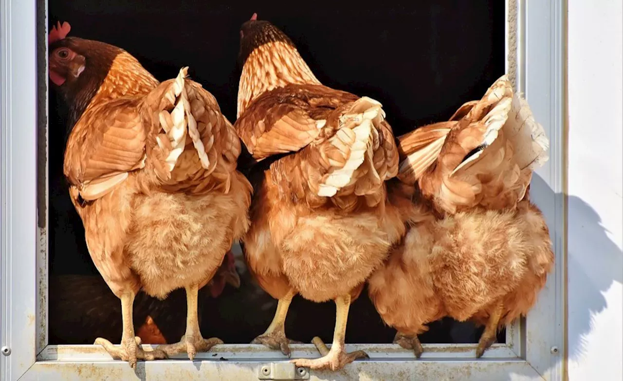 South Africa Avian Influenza Outbreak Threatens Chicken Supply South