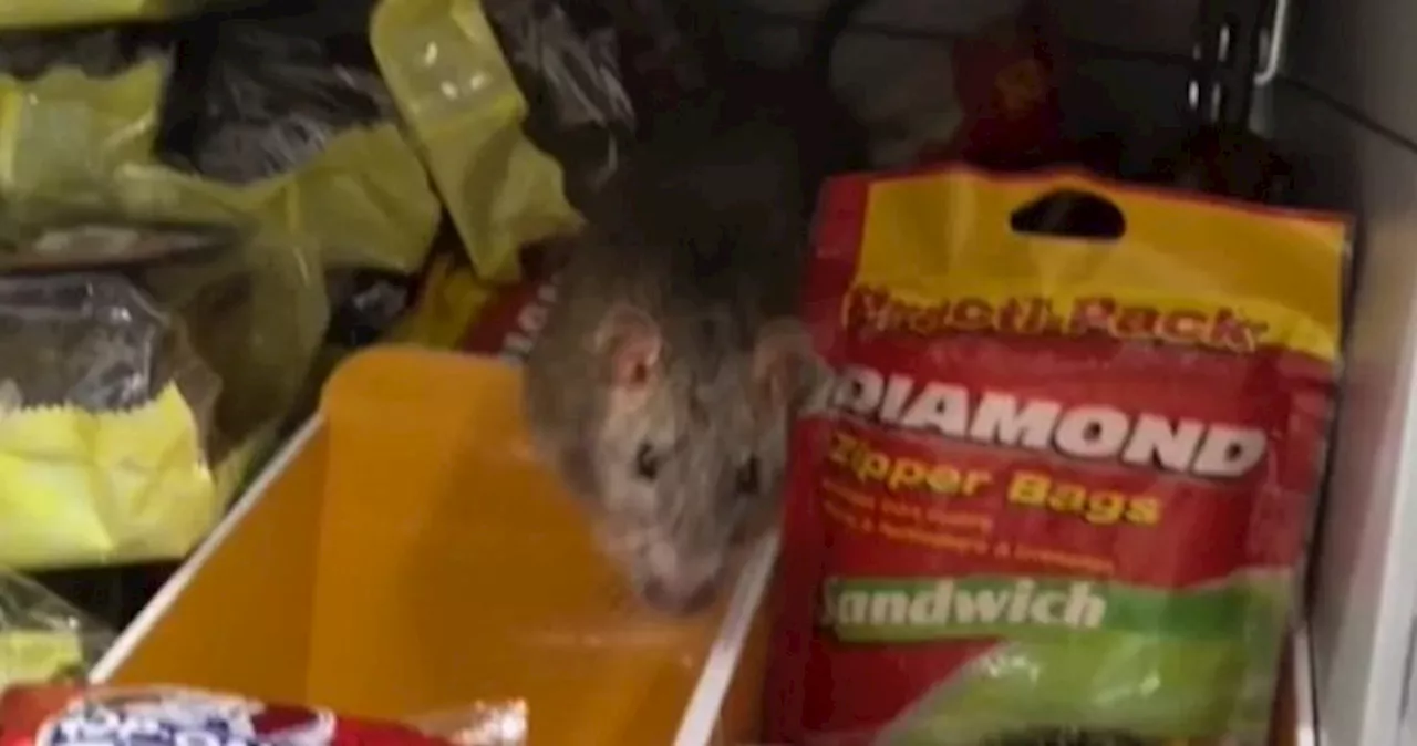 FairPrice taking more pest control measures after rat spotted in Pasir Ris outlet