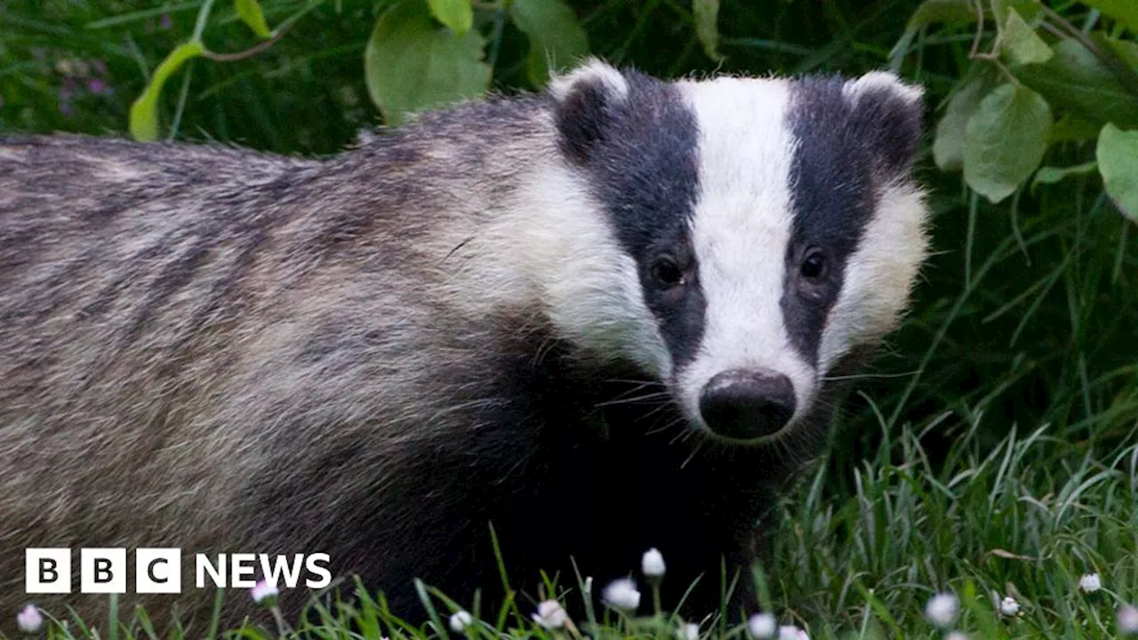 Man trains home cameras to help repel badgers and foxes