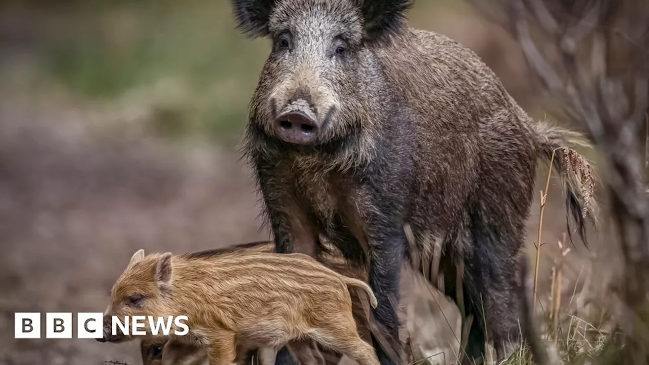 NHS worker wins Countryfile competition with elusive boar photo