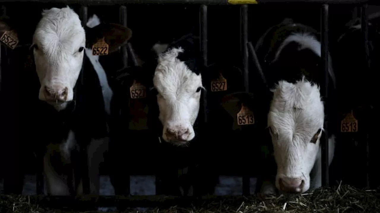 Maladie hémorragique épizootique: les éleveurs en appellent à l'État face à la multiplication des cas