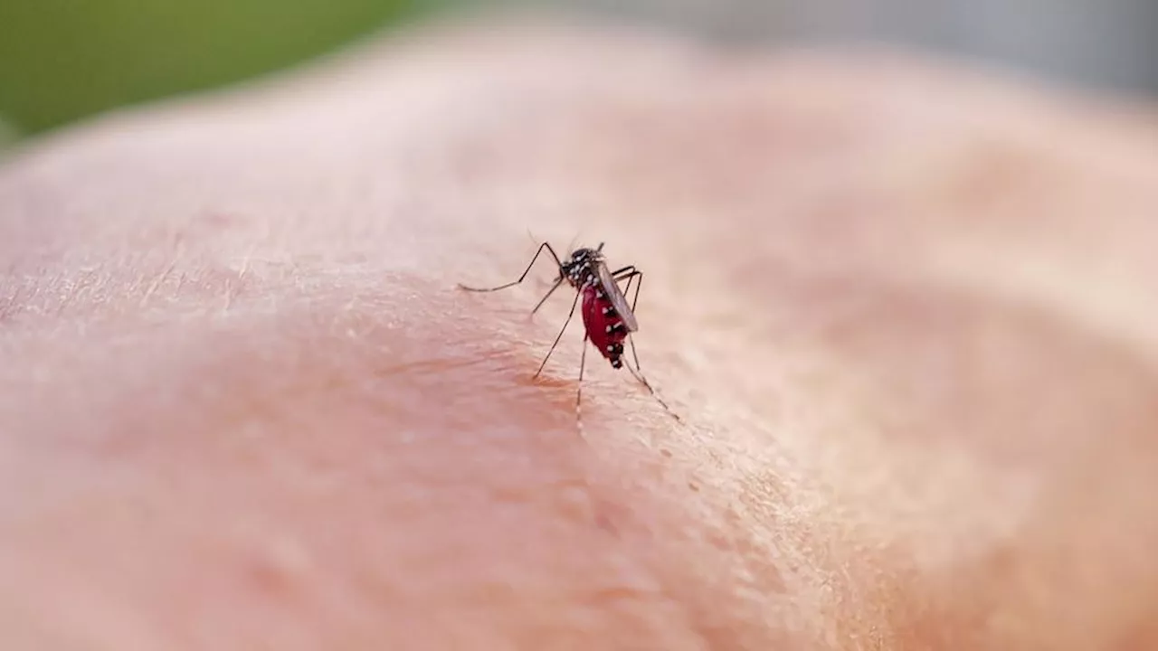 Pourquoi les moustiques sont-ils toujours si présents en octobre ?