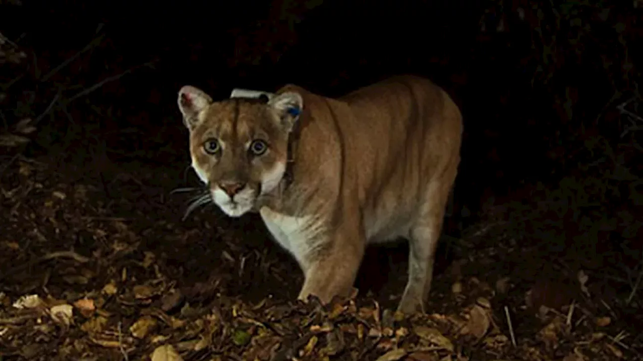 Como um puma levou à criação do maior viaduto para vida selvagem do mundo