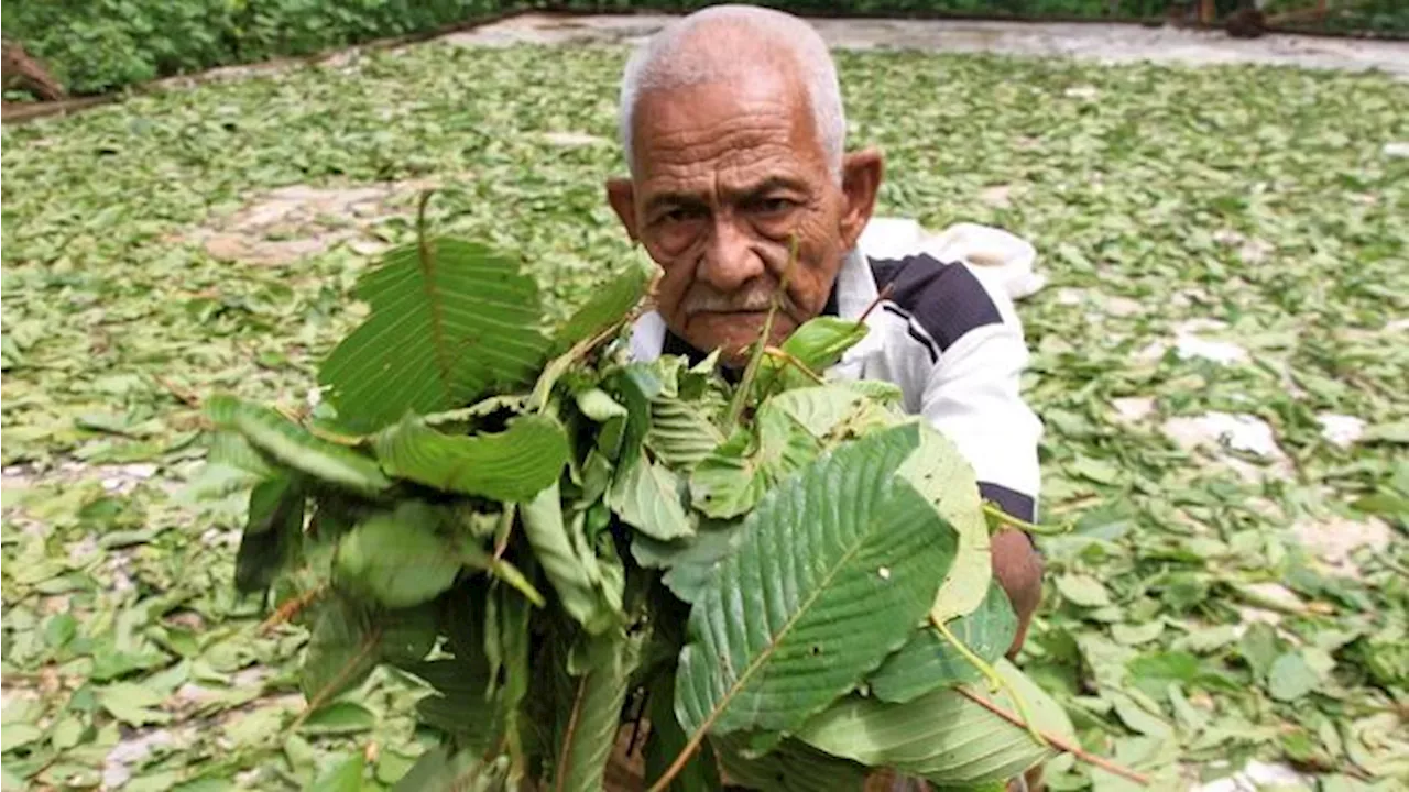 Kemendag Tegaskan Ekspor Kratom Tidak Dilarang