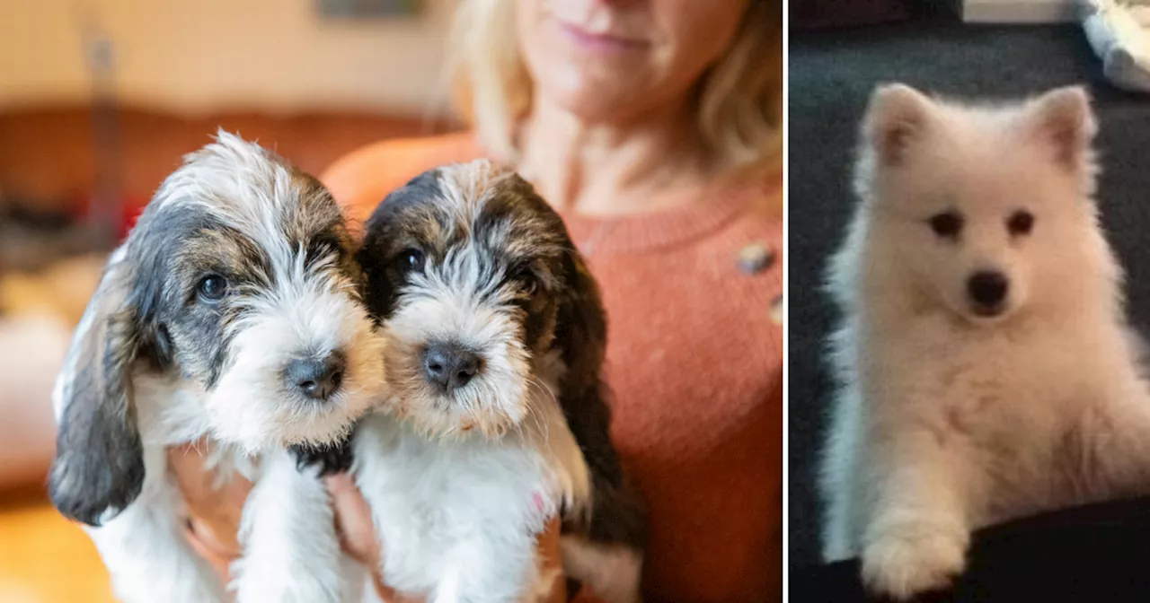 Callous breeders 'using social media to dupe Scots into buying sickly puppies'