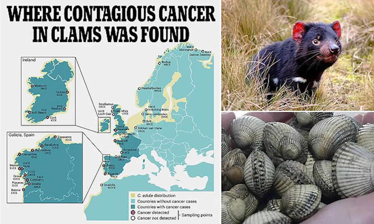 Scientists discover ancient cancer that can SPREAD like a virus among shellfish - as they warn...