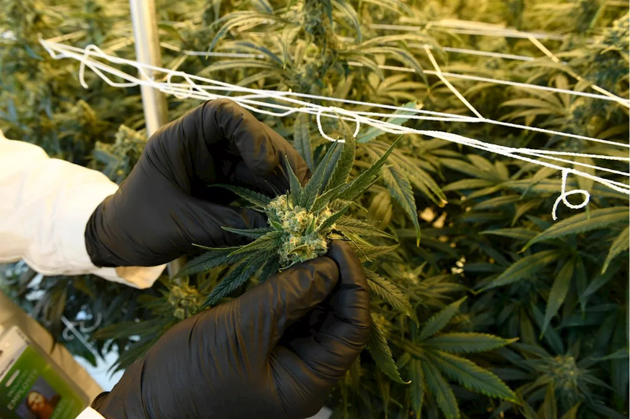 Cannabis home-growing 101: How to harvest your marijuana plants in Colorado