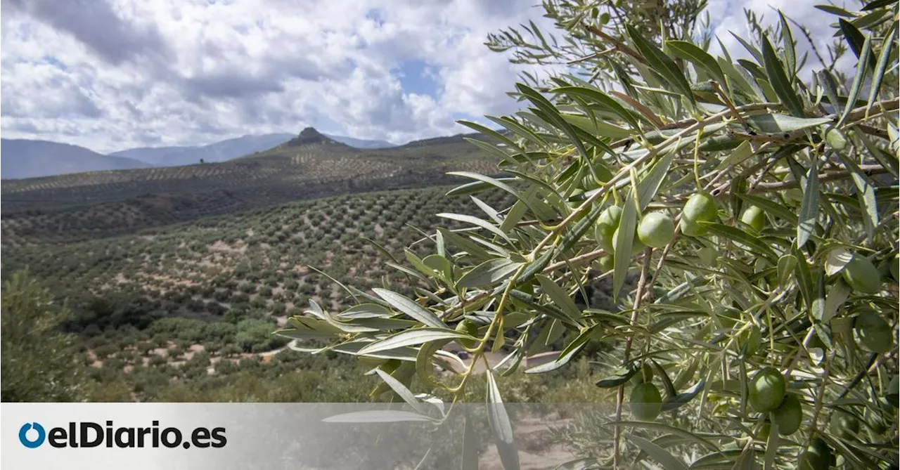 La cosecha de aceite de oliva crecerá esta campaña un 15% pero será muy inferior a la media de los últimos años