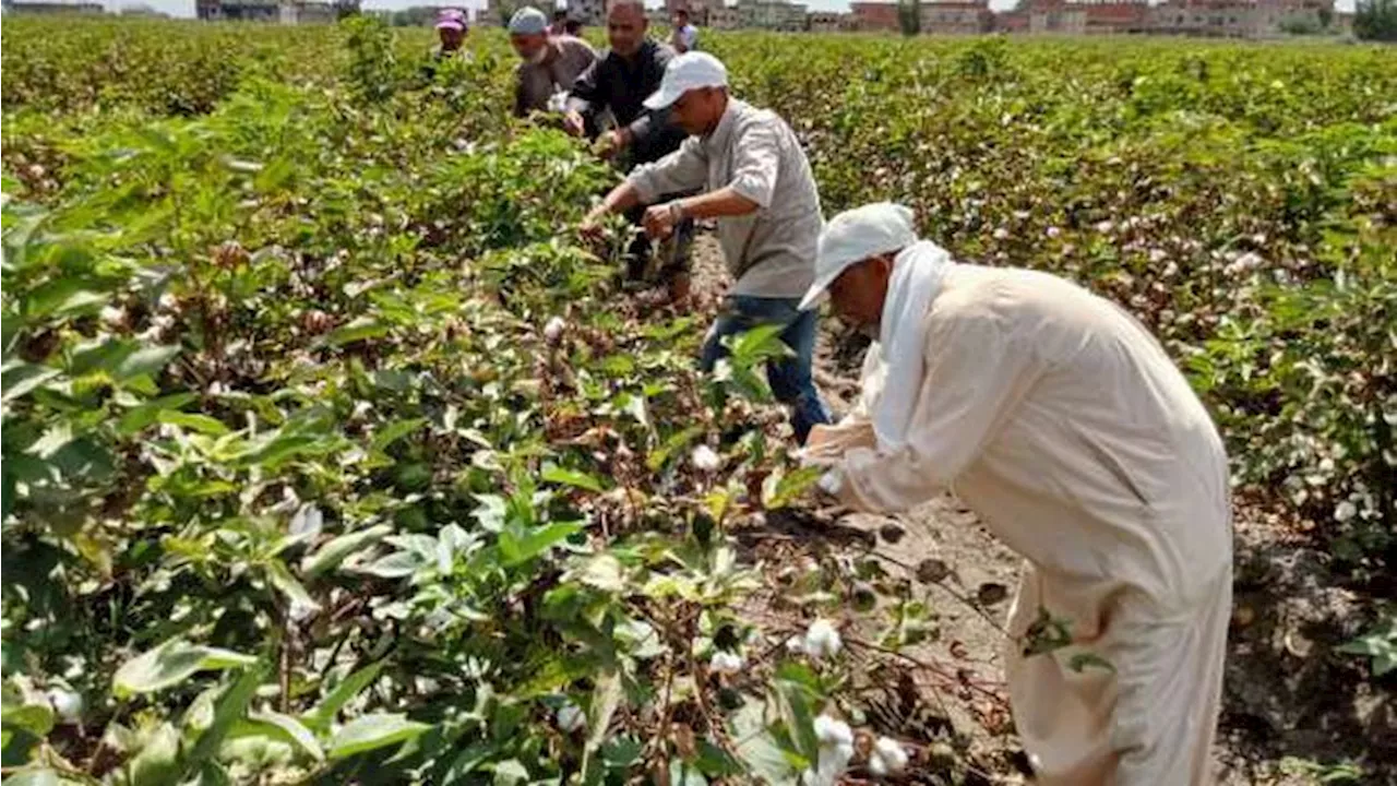 «بحوث سخا»: الرئيس السيسي أعاد للقطن سابق عهده الذهبي