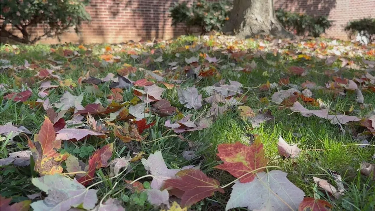 Why Experts Say You Should 'leave The Leaves' This Fall